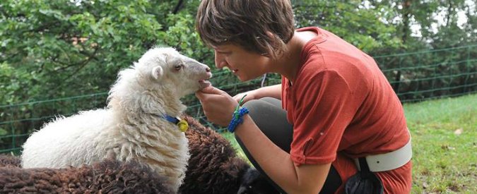 Copertina di “Ho lasciato il lavoro per un nuovo business: il mio gregge di pecore tosaerba. I costi per i clienti? Gli stessi delle macchine”
