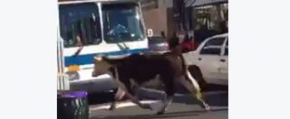 Copertina di New York, la mucca Freddie scappa dal mattatoio e corre per le strade: una fuga che le ha dato la libertà