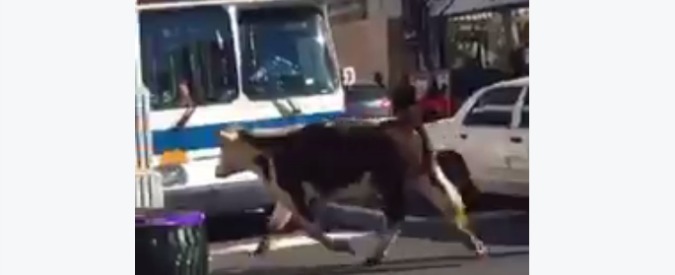 Copertina di New York, la mucca Freddie scappa dal mattatoio e corre per le strade: una fuga che le ha dato la libertà