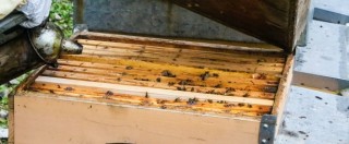 Copertina di Terrorismo, “api addestrate per individuare esplosivo”: il progetto a Bologna, ma mancano i fondi