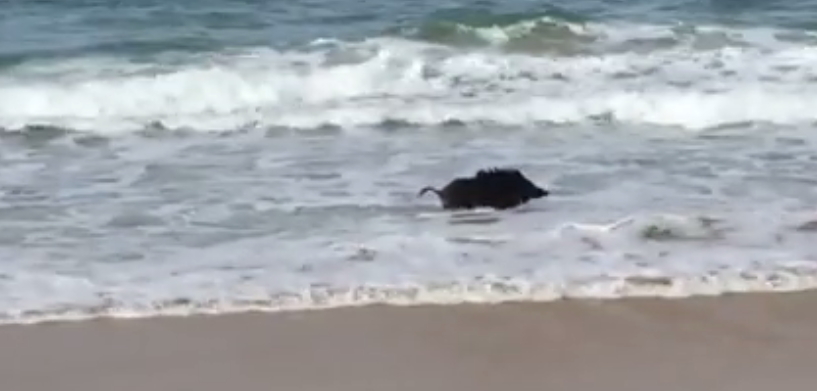 Copertina di Caccia chiusa, il cinghiale felice festeggia con un bagno in mare