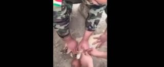 Copertina di Iraq, peshmerga curdi curano il cagnolino ferito dalla scheggia di una mina