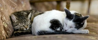 Copertina di Emilia-Romagna, il mistero dei gatti scomparsi. L’Enpa: “Forse responsabile un’organizzazione”
