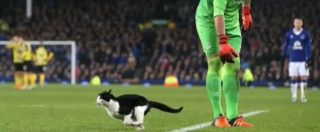 Copertina di FA Cup, tredicesimo “uomo” in campo per Everton-Daghenam & RedBridge: è un gatto