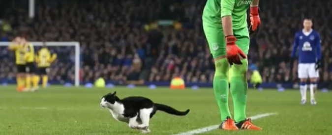 Copertina di FA Cup, tredicesimo “uomo” in campo per Everton-Daghenam & RedBridge: è un gatto