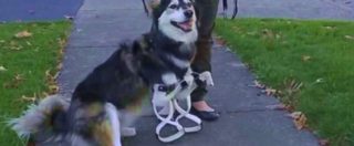 Copertina di Il cane Derby con le sue due nuove zampe realizzate con la stampante 3D
