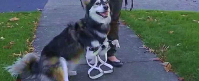 Copertina di Il cane Derby con le sue due nuove zampe realizzate con la stampante 3D