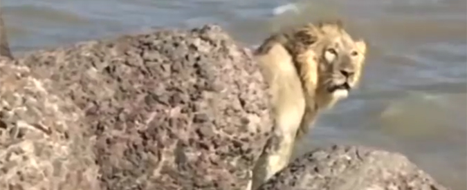 Copertina di India, panico sugli scogli: leone asiatico si tuffa in acqua, ma viene salvato