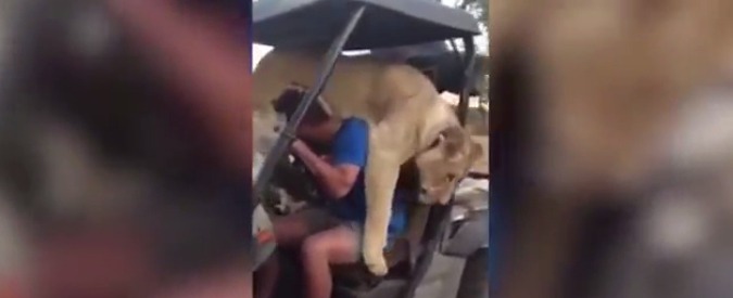 Sudafrica, leonessa salta all’improvviso sulla golf car e va in braccio al conducente