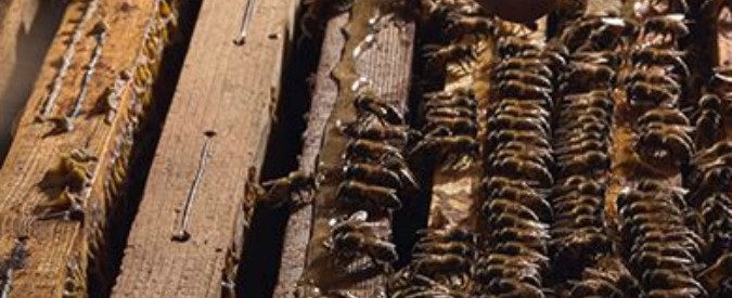 L’ape fa le valigie e va in città: arriva il miele prodotto dalle api della Triennale di Milano