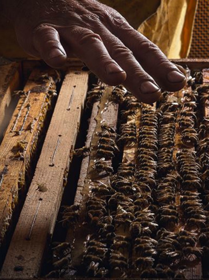 L’ape fa le valigie e va in città: arriva il miele prodotto dalle api della Triennale di Milano