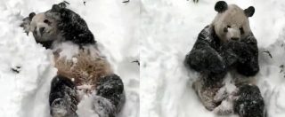 Copertina di Tempesta Jonas, la gioia del panda gigante che si rotola nella neve dello zoo di Washington