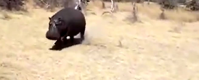 Copertina di Ippopotamo infuriato carica la jeep dei turisti durante il safari