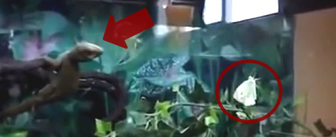 Copertina di Il geco ninja non lascia scampo alla povera farfalla: un salto e se la pappa