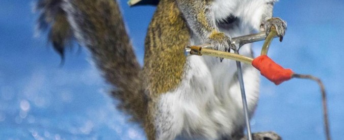 Twiggy, lo scoiattolo che fa sci d’acqua al Salone nautico di Toronto (FOTO)