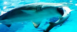 Copertina di Corea del Sud, squalo tigre mangia un altro squalo: l’attacco nell’acquario di Seul