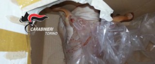 Copertina di ‘Ndrangheta a Torino, teste di maiale mozzate e omertà delle vittime. I boss: “Qui comandiamo noi”