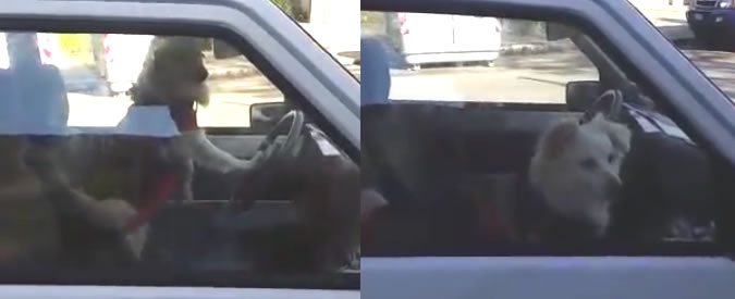 Copertina di Volpino suona il clacson per richiamare la padrona. Lei: “Siamo al cimitero, torno subito”