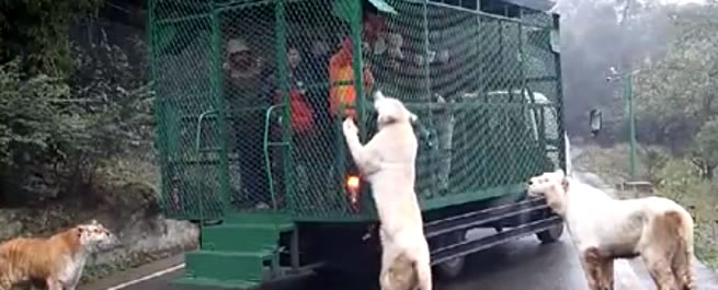 Copertina di Cina, zoo a parti invertite: visitatori rinchiusi in gabbia, tigri e leoni che circolano liberi