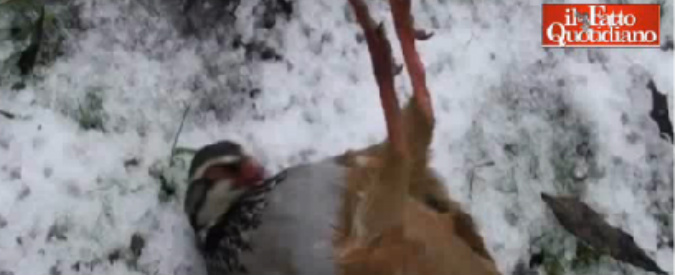 Copertina di Gran Bretagna, denuncia animalista: “La mattanza della caccia sportiva, milioni di uccelli abbattuti”