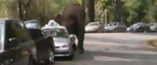Copertina di Cina, elefante respinto da femmina semina il panico nella riserva naturale: distrugge 15 automobili