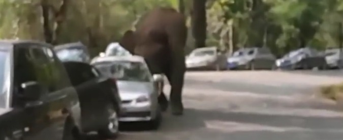 Copertina di Cina, elefante respinto da femmina semina il panico nella riserva naturale: distrugge 15 automobili
