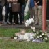 Copertina di Sedicenne suicida a Forlì, pm chiede rinvio a giudizio per genitori: “Umiliazioni e insulti, la sfidarono a compiere il gesto”