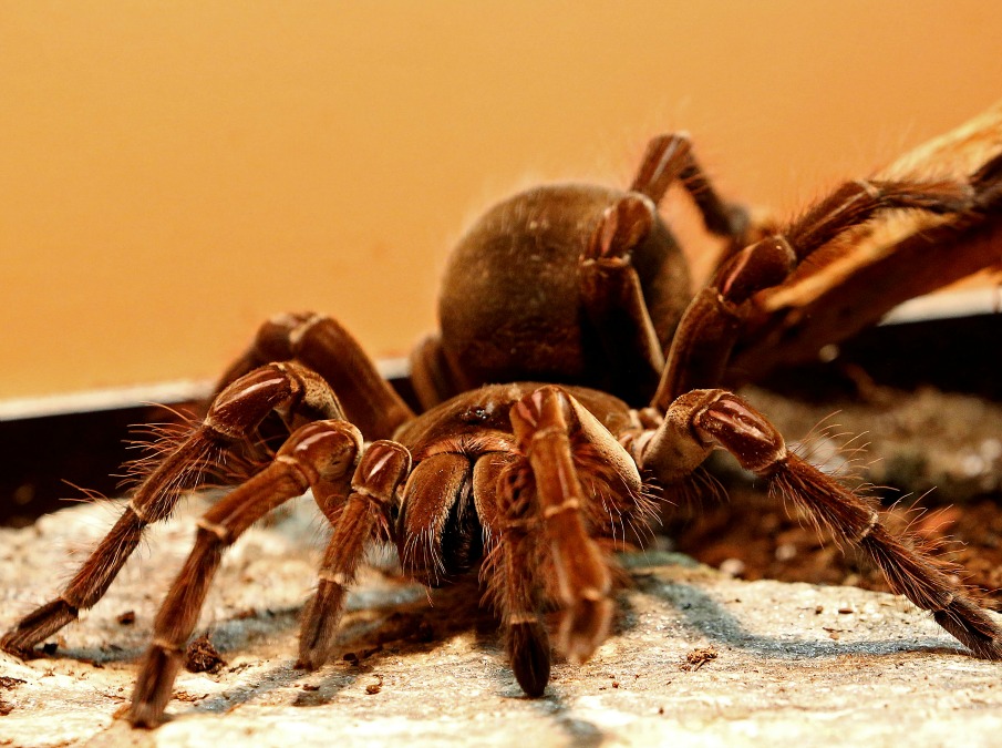 Spiders, a Genova la più grande mostra di ragni vivi della storia (FOTO)