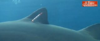 Copertina di Terrore in acqua: squalo attacca sub che voleva ‘visitarlo’, ferito gravemente