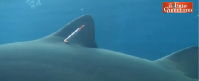 Copertina di Terrore in acqua: squalo attacca sub che voleva ‘visitarlo’, ferito gravemente