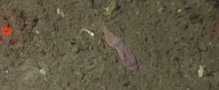 Copertina di Xenoturbella, sembra un calzino rosa ma è tra animali più antichi della Terra