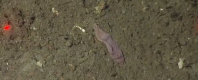 Copertina di Xenoturbella, sembra un calzino rosa ma è tra animali più antichi della Terra
