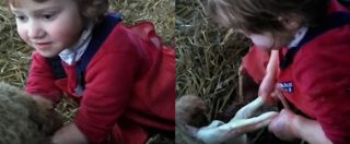 Copertina di Galles, bimba di tre anni aiuta a partorire una pecora: “L’agnellino è femmina”