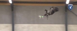 Copertina di Olanda, aquila poliziotto a caccia di droni: così si staneranno i robot volanti illegali