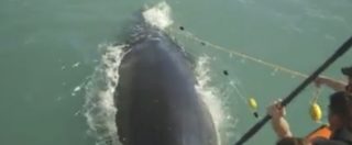 Copertina di California, balena intrappolata in una rete illegale: liberata dai volontari di Sea Shepherd