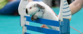 Copertina di Addio canguro, al Senato è l’ora dei conigli: proposta di legge per vietarne il consumo e favorirne l’adozione