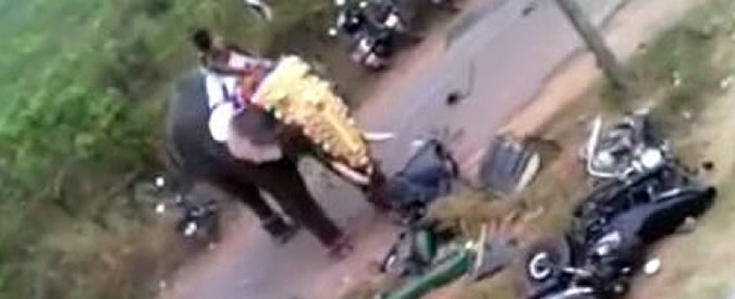 Copertina di Elefante impazzito crea il panico: distrugge auto e motocicli durante la celebrazione