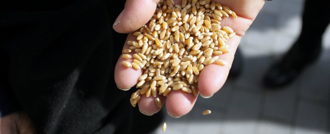 Guerra del grano, imprenditori ricorrono al Tar: “No all’origine del frumento in etichetta. Così si affossa la filiera”
