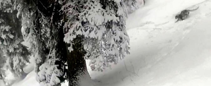 Copertina di “Aiuto, un leopardo delle nevi”: sciatori si imbattono nel rarissimo felino