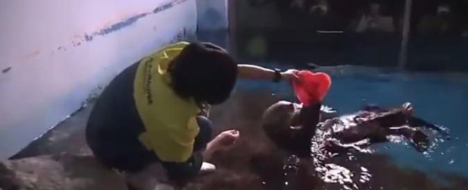 Copertina di San Valentino, il regalo dello zoo di Tokyo alla lontra di mare: un cuore ghiacciato