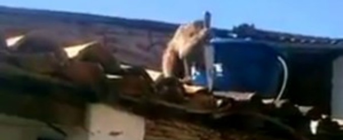 Copertina di Brasile, macaco sale sul tetto di un bar e brandisce un coltello contro i clienti