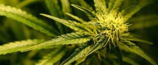 Copertina di Nebrodi, assessore comunale coltivava marijuana: arrestato mentre tenta la fuga nella piantagione