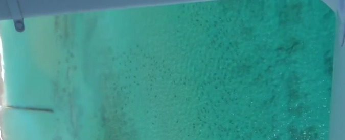 Copertina di Florida, la migrazione di migliaia di squali al largo delle coste: la ripresa dall’alto