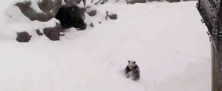 Copertina di Panda si risveglia circondato dalla neve: capriole di gioia per Mao