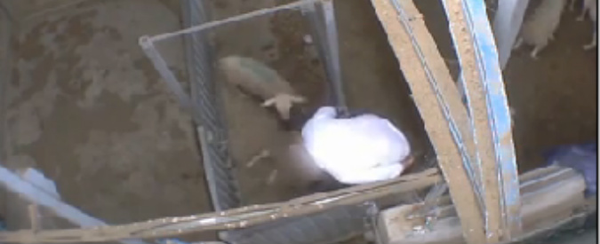 Copertina di Francia, macello (biologico) degli orrori a Le Vigan. Ministro dell’Agricoltura: “Inaccettabile”