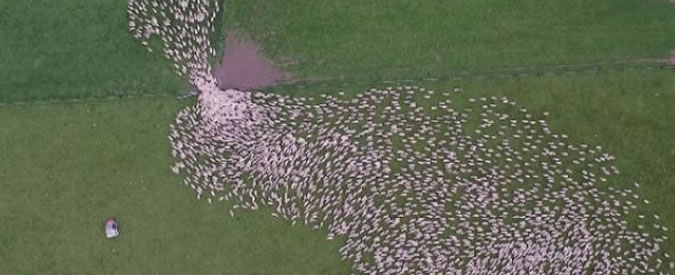 Copertina di Nuova Zelanda, enorme gregge di pecore rientra nel recinto: colpo d’occhio spettacolare. Basta non addormentarsi