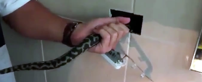 Copertina di Australia, guasto elettrico dentro un’abitazione: colpa di un serpente nascosto nell’intercapedine