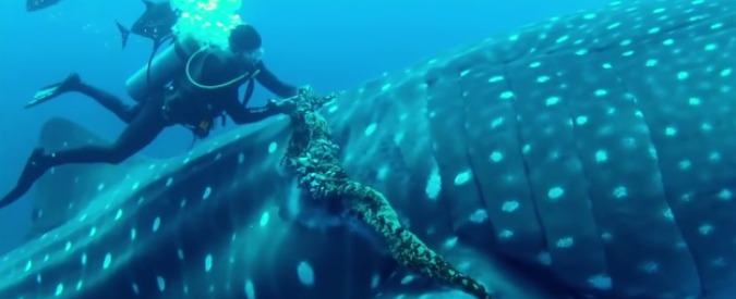 Copertina di Messico, enorme squalo balena intrappolato in una corda: si fa aiutare dal sub