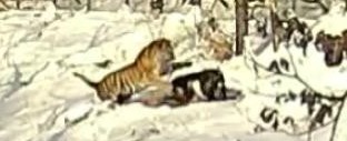 Copertina di Russia, finisce l’amicizia tra la tigre e la capra: lo zoo li ha separati perché l’ovino è ingrassato troppo