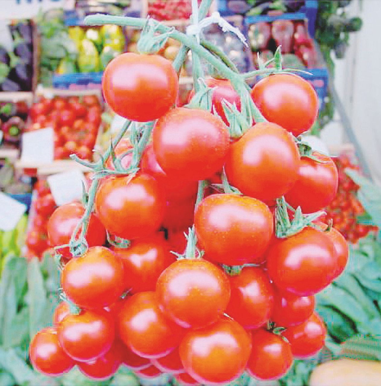 All’ingrosso - Il prezzo del pomodoro Pachino va dai 20 ai 60 centesimi - Ansa Pomodori Pachino, prezzi in picchiata e guerra d’Africa